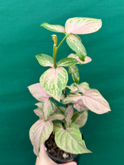 Syngonium 'Pink Passion' NEW