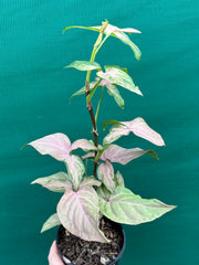 Syngonium 'Pink Passion' NEW