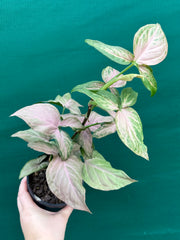 Syngonium 'Pink Passion' NEW
