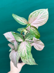 Syngonium 'Pink Passion' NEW