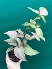 Syngonium 'Pink Passion' NEW