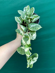 Pothos ‘Snow Queen’ NEW