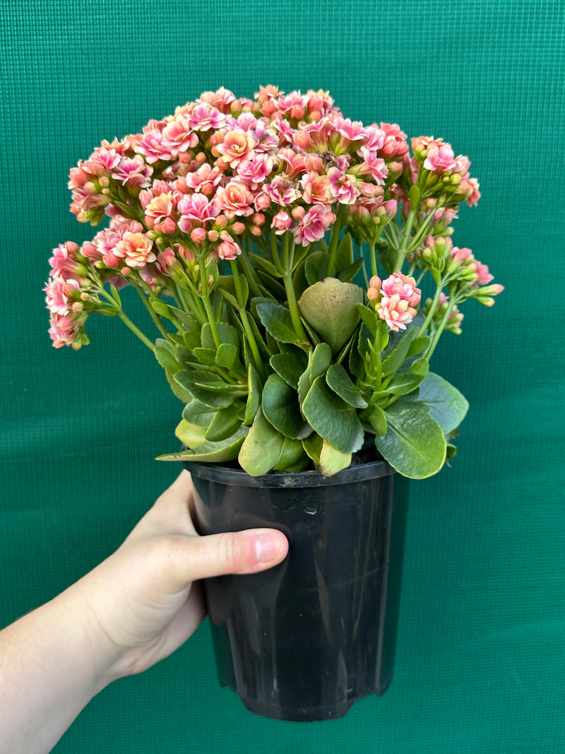 Kalanchoe calandiva NEW