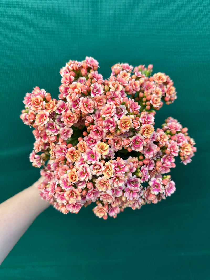 Kalanchoe calandiva NEW