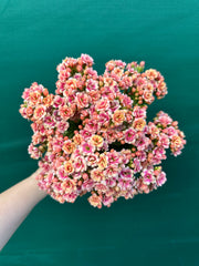 Kalanchoe calandiva NEW