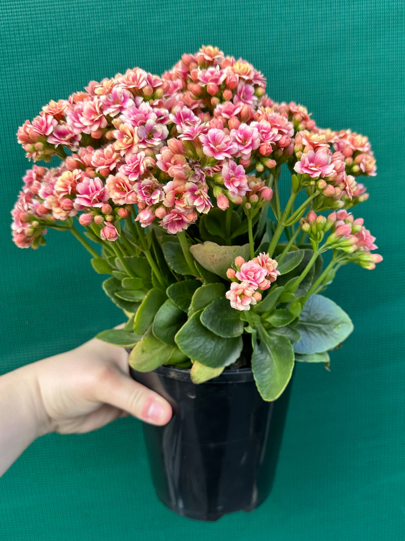 Kalanchoe calandiva NEW