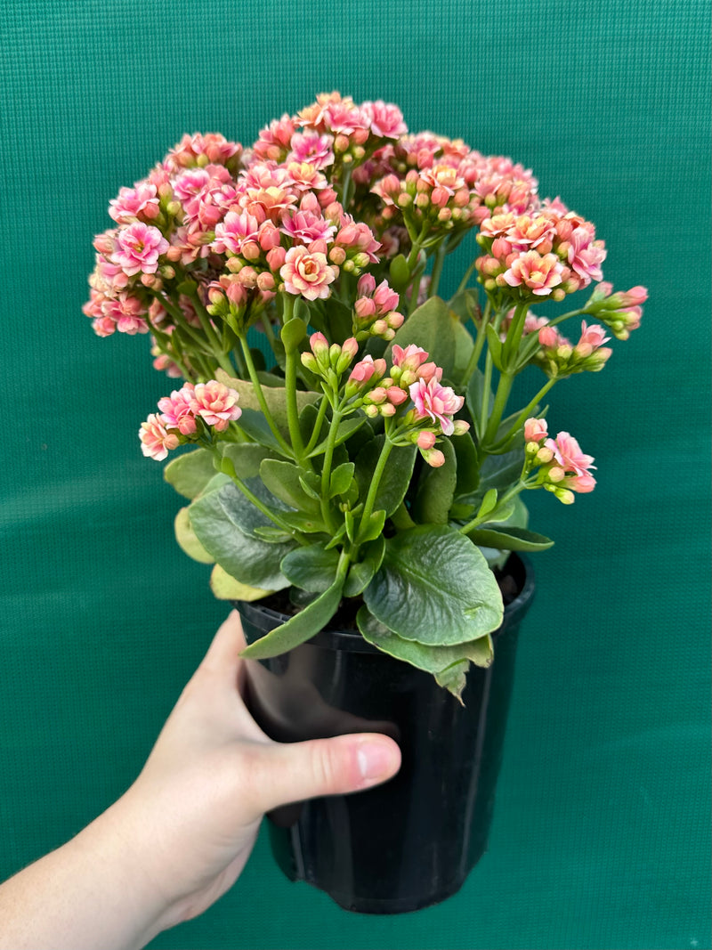 Kalanchoe calandiva NEW