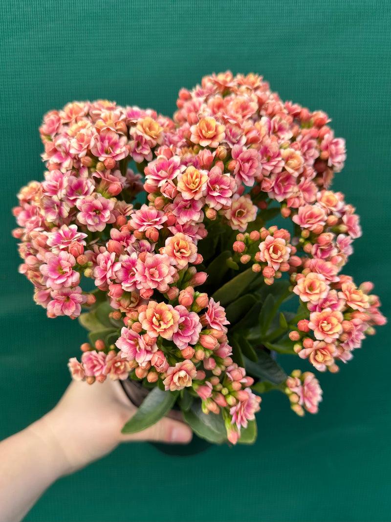 Kalanchoe calandiva NEW