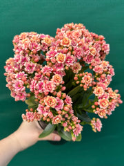 Kalanchoe calandiva NEW