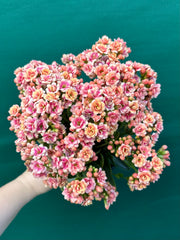 Kalanchoe calandiva NEW
