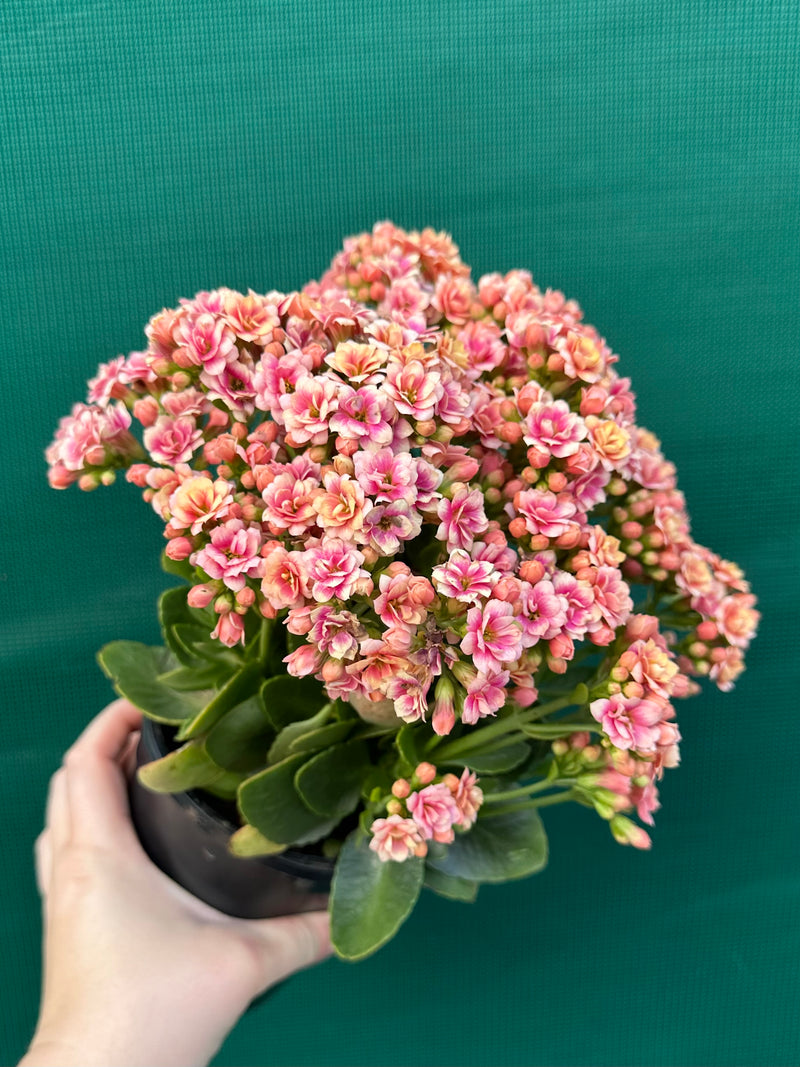 Kalanchoe calandiva NEW