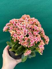 Kalanchoe calandiva NEW