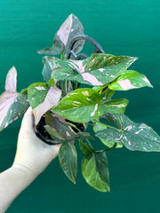Syngonium ‘Red Spot’