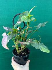 Syngonium ‘Red Spot’
