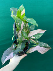 Syngonium ‘Red Spot’