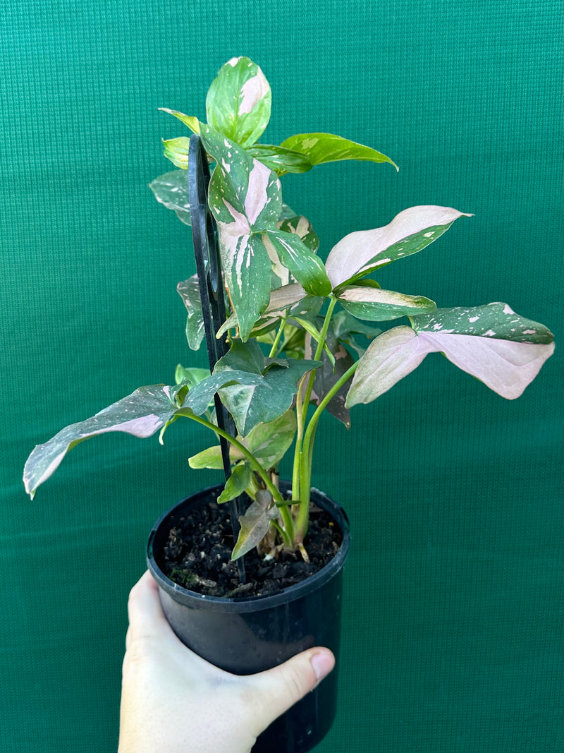 Syngonium ‘Red Spot’