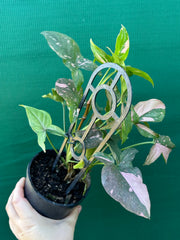 Syngonium ‘Red Spot’