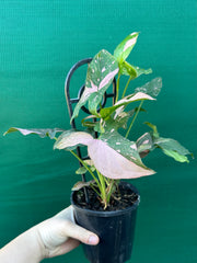 Syngonium ‘Red Spot’
