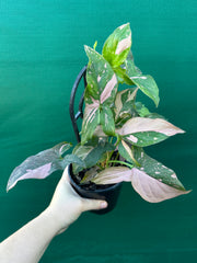 Syngonium ‘Red Spot’