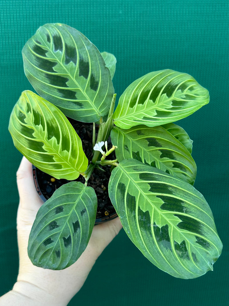 Maranta ‘Lemon Lime’ NEW