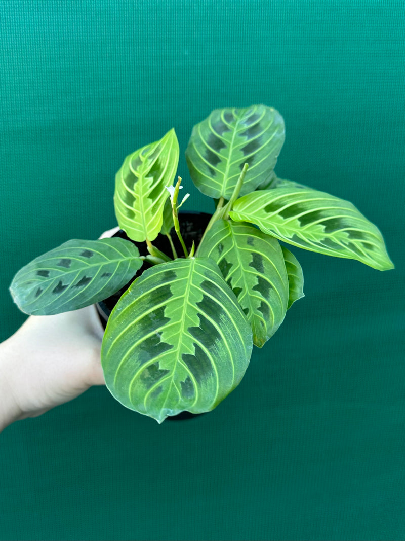 Maranta ‘Lemon Lime’ NEW