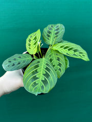 Maranta ‘Lemon Lime’ NEW