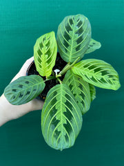 Maranta ‘Lemon Lime’ NEW