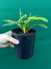 Maranta ‘Lemon Lime’ NEW