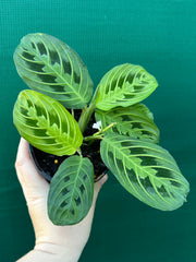 Maranta ‘Lemon Lime’ NEW