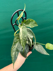 Epipremnum Pinnatum Albo-Variegata