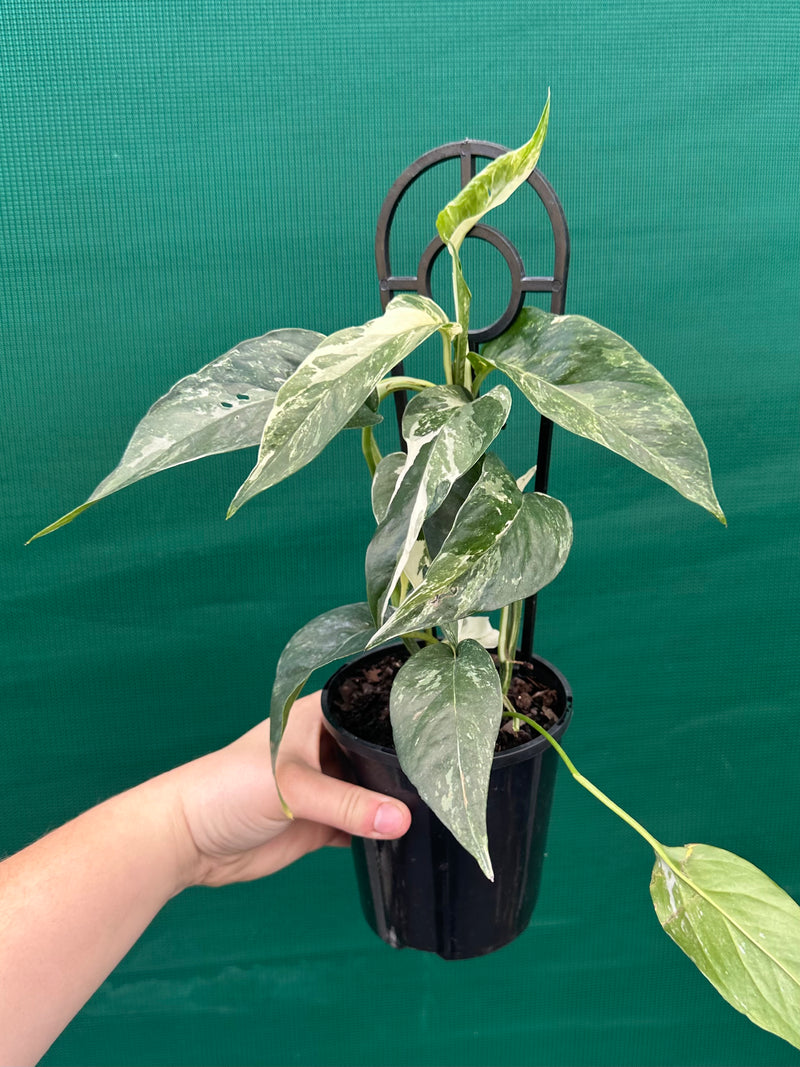 Epipremnum Pinnatum Albo-Variegata