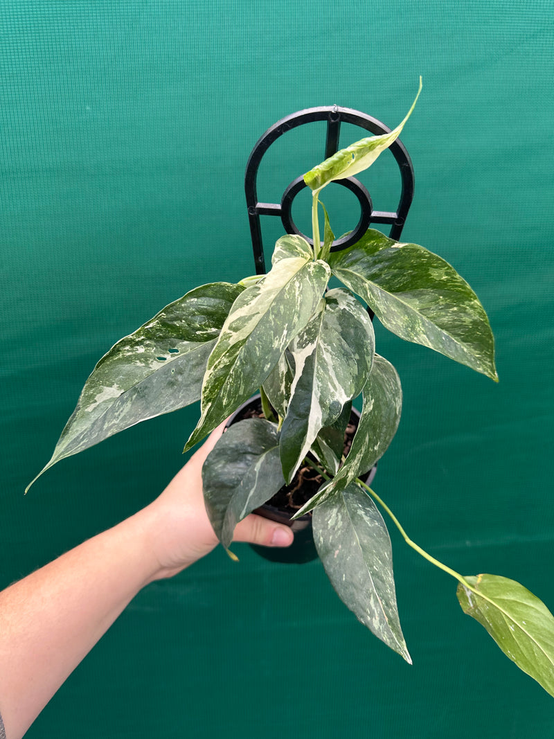 Epipremnum Pinnatum Albo-Variegata