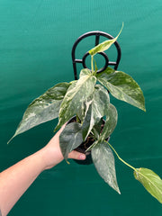 Epipremnum Pinnatum Albo-Variegata