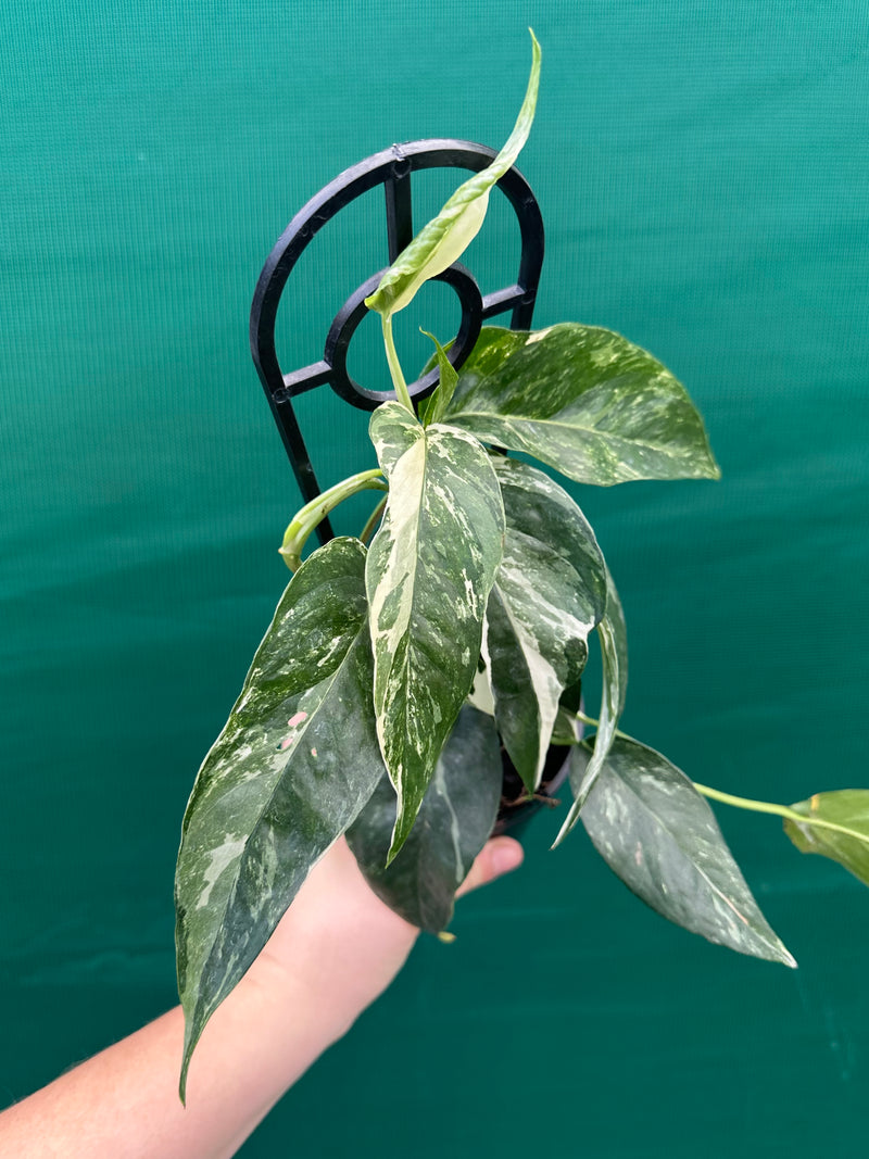Epipremnum Pinnatum Albo-Variegata