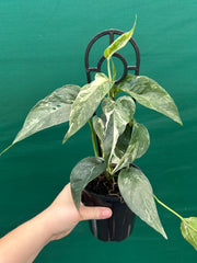 Epipremnum Pinnatum Albo-Variegata