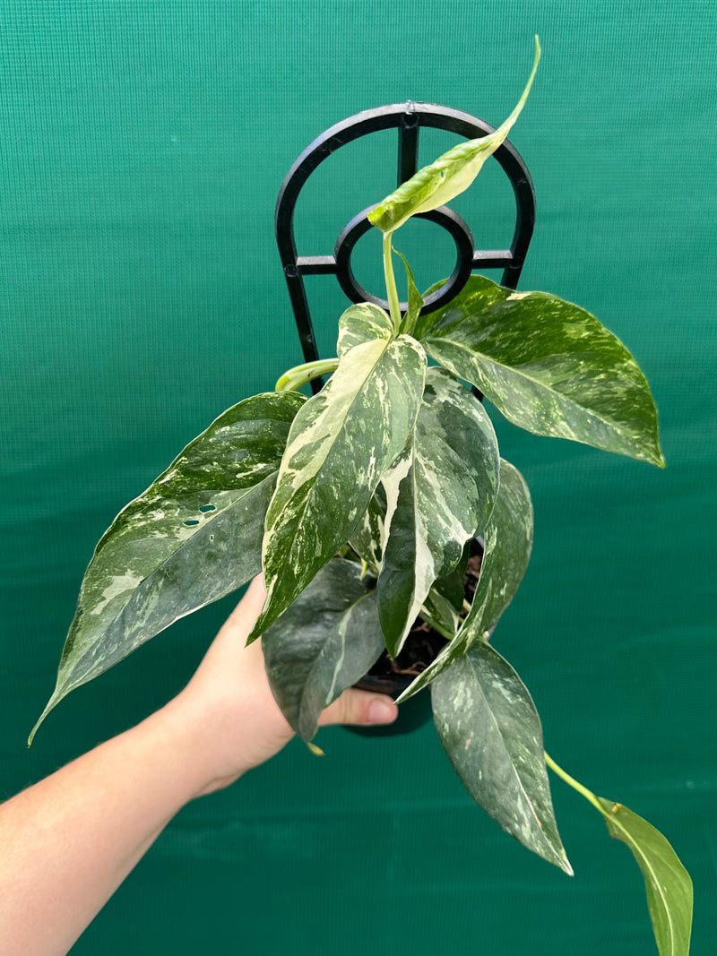 Epipremnum Pinnatum Albo-Variegata