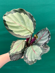 Calathea ‘Corona’ NEW