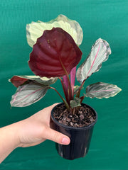 Calathea ‘Corona’ NEW
