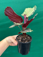 Calathea ‘Corona’ NEW