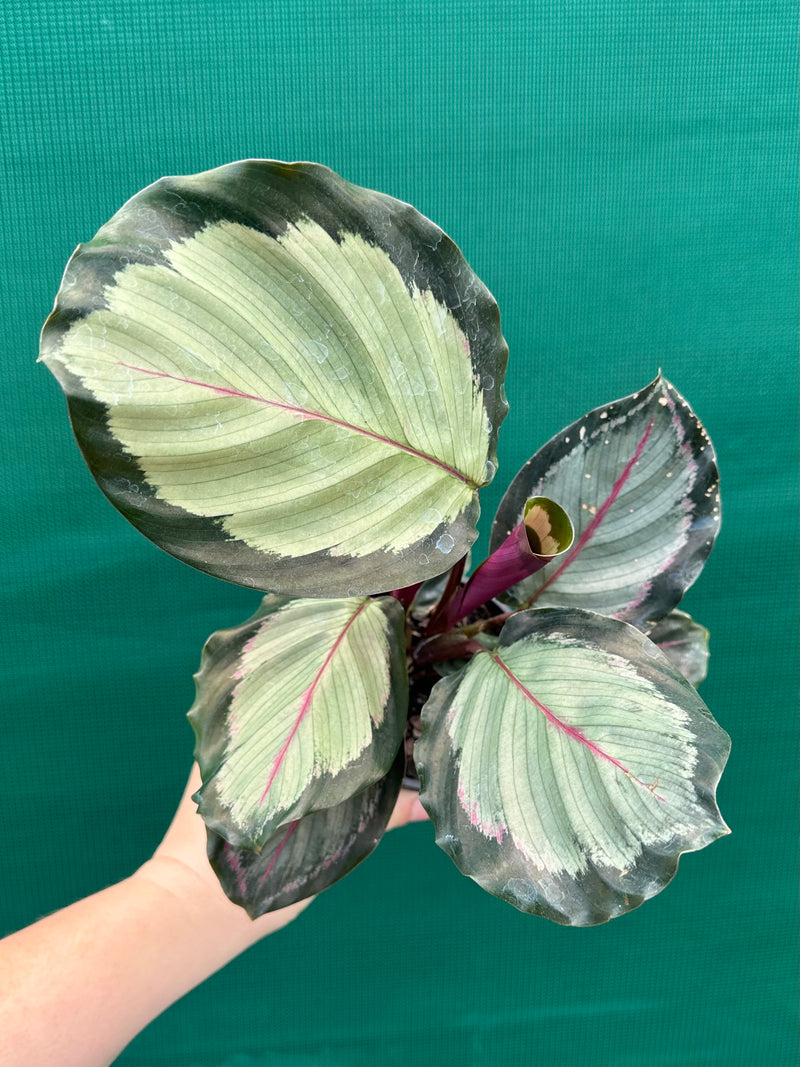 Calathea ‘Corona’ NEW