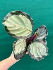 Calathea ‘Corona’ NEW