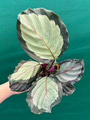 Calathea ‘Corona’ NEW
