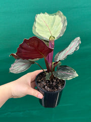 Calathea ‘Corona’ NEW
