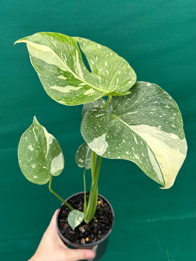 Monstera ‘Thai Constellation’ NEW