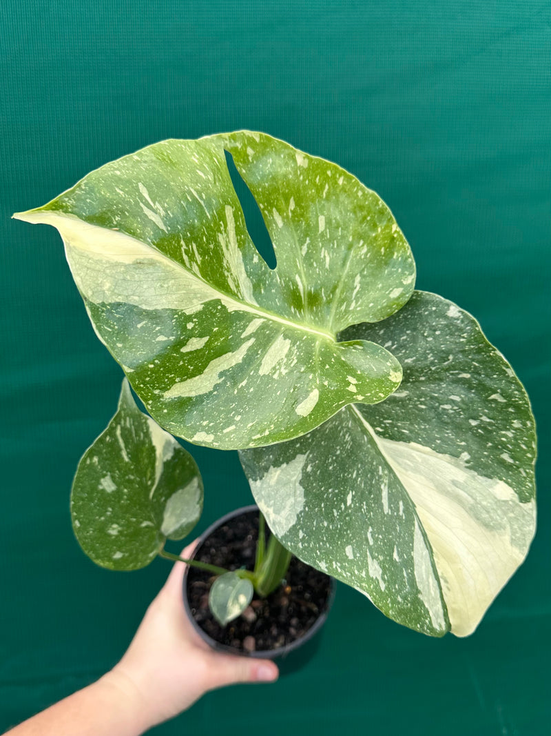 Monstera ‘Thai Constellation’ NEW