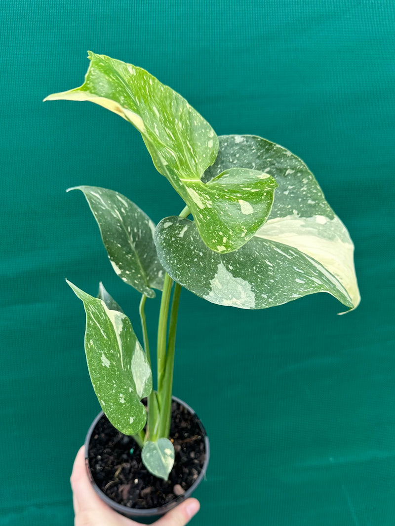 Monstera ‘Thai Constellation’ NEW