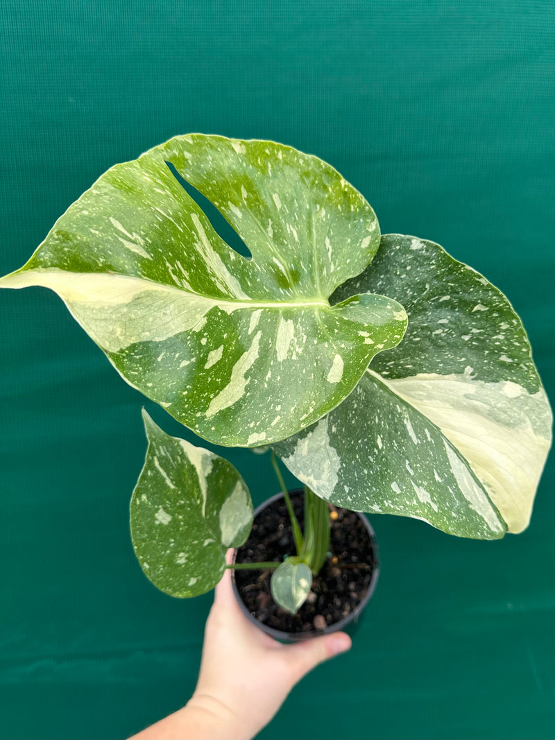 Monstera ‘Thai Constellation’ NEW