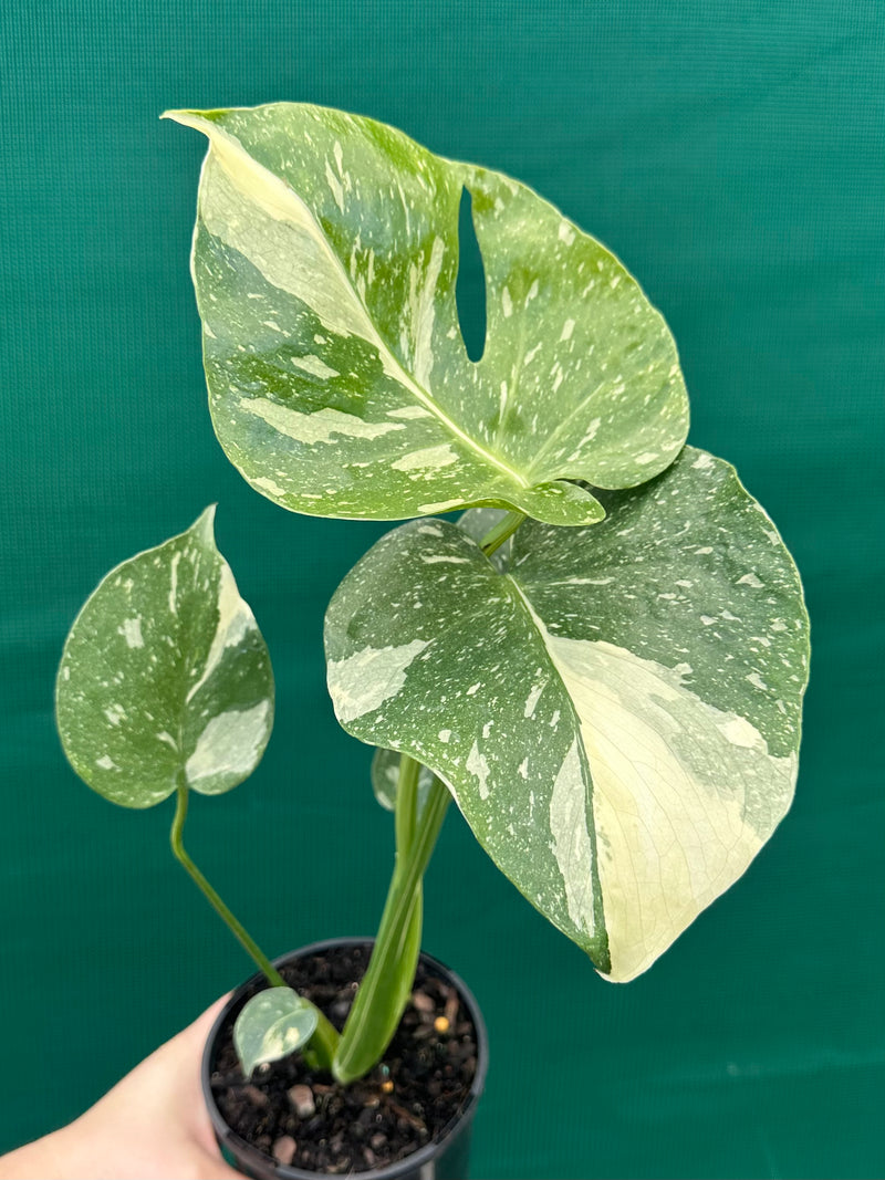 Monstera ‘Thai Constellation’ NEW