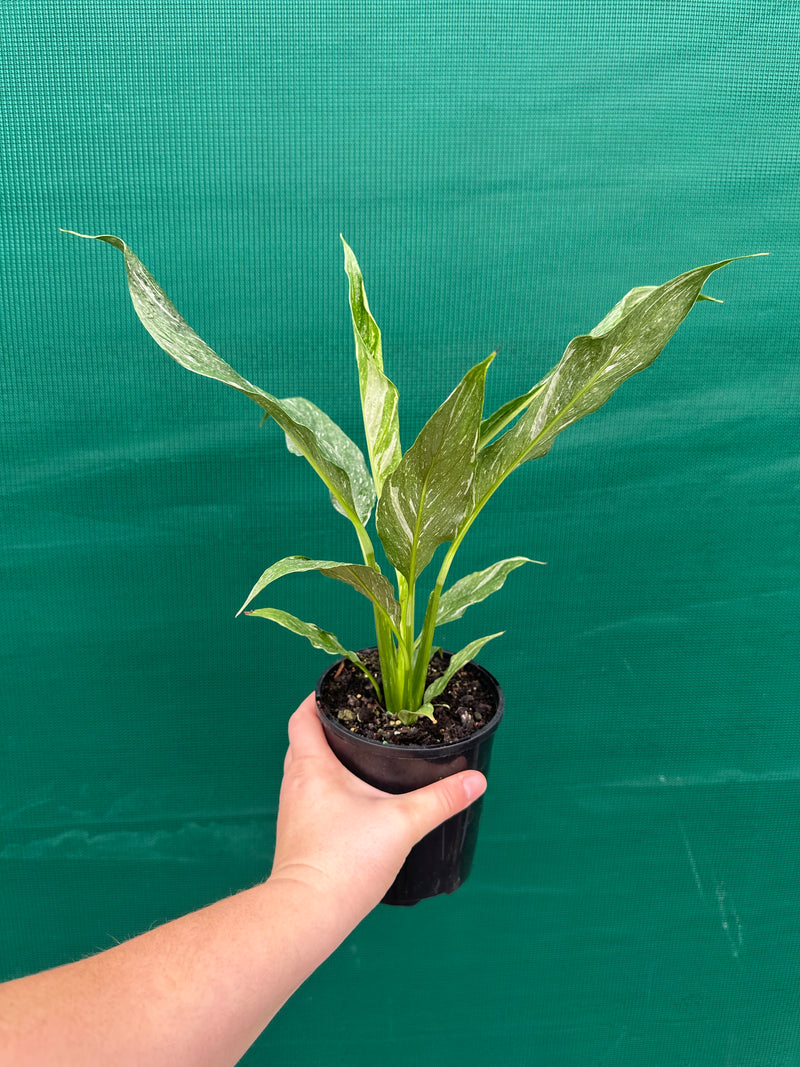 Spathiphyllum ‘Domino’ NEW