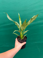 Spathiphyllum ‘Domino’ NEW